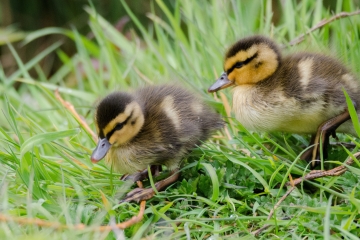 Spring is in the air at Castle Espie